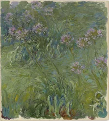 Agapanthus